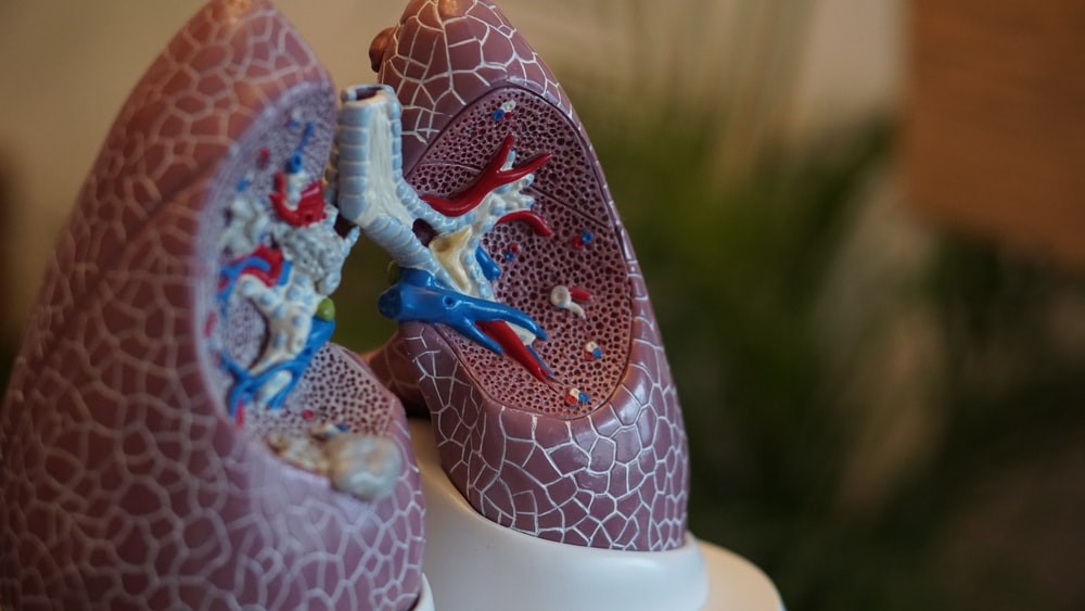 3D model of lungs